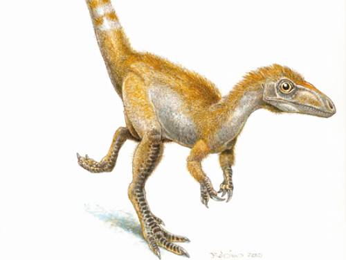 An image of the Sinosauropteryx with striped tail. (AP/University of Bristol)