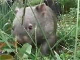 Balding disease killing Australia's wombats