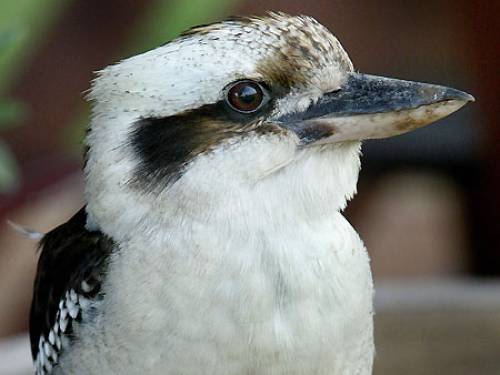 Kookaburra - the merry merry king of the bush. (Getty)