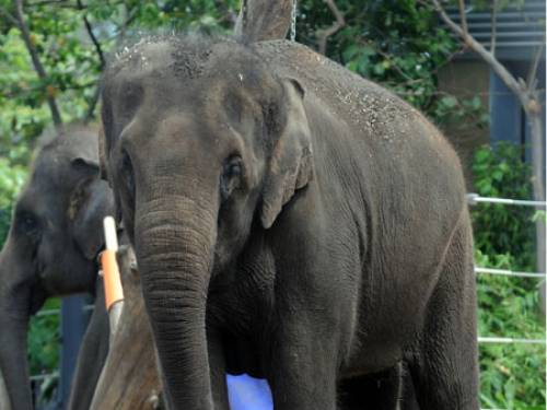 Zoo staff previously believed the calf had died in the womb on Sunday night, but now admit they were mistaken.(AAP)