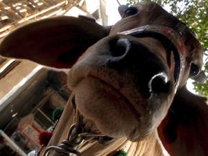 cow_pakistan_b_100405_epa_801689283