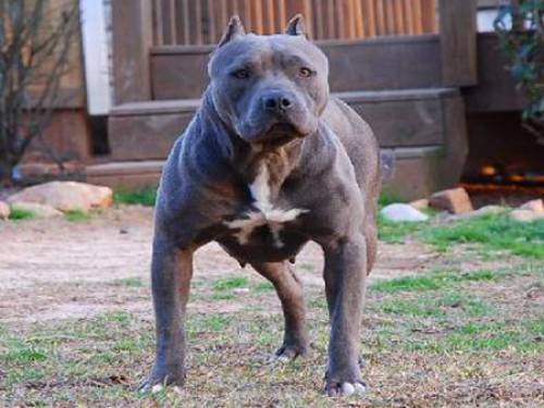 Pit bulls are often crossed with other breeds in order to dodge legislation. (AAP)