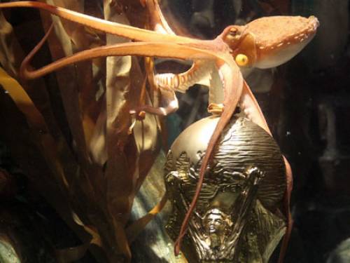 World+cup+trophy+replica