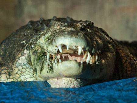 Dog, nappy and football found in Aussie croc