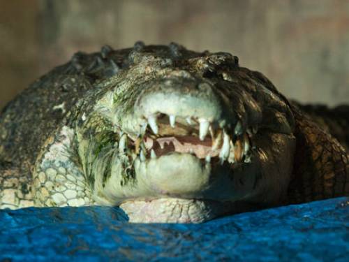 Dog, Diaper, and Football found in Croc’s Stomach