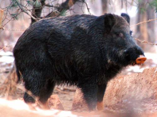 Wild boar numbers have reportedly risen to an estimated 150,000 in Zhejiang province, compared to about 29,000 a decade ago. (AAP)