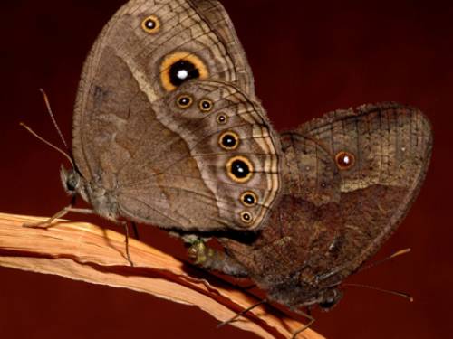 To live at the same temperature, species would have to shift northward by 249km, the researchers calculated. (File: AAP)