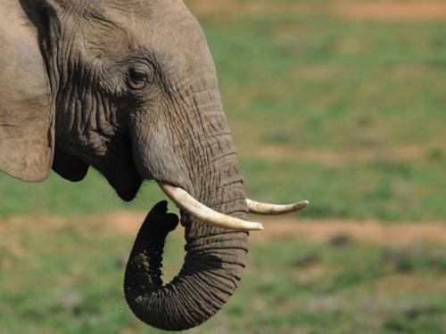 The footprints came from a herd of at least 13 elephants, ranging from adults to a young calf, as they walked through mud. (File: Getty)
