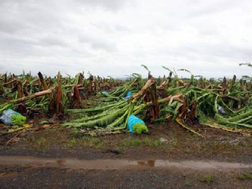 The latest damage to the two key farming commodities brings the total crop losses in Queensland state, the heart of the nation's agriculture sector, to $1.4 billion due to natural disasters in the past six weeks. (AAP)