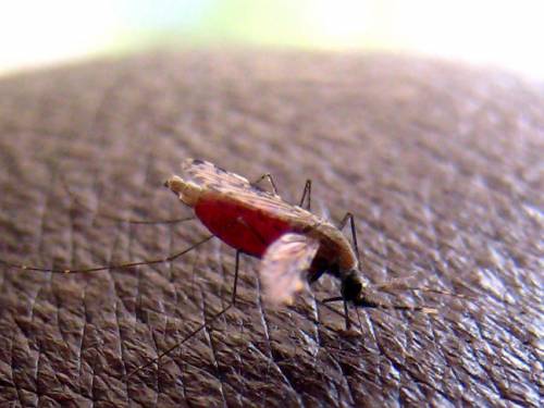 Mosquitoes that spread the disease are attracted to people whose feet are heavily covered with certain kinds of bacteria. (AAP)