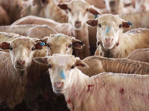 65,000 sheep have been in quarantine for over a week (AAP)