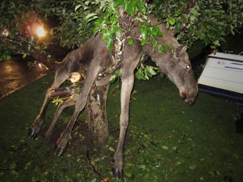 The animal was likely drunk from eating fermented apples. (AAP)
