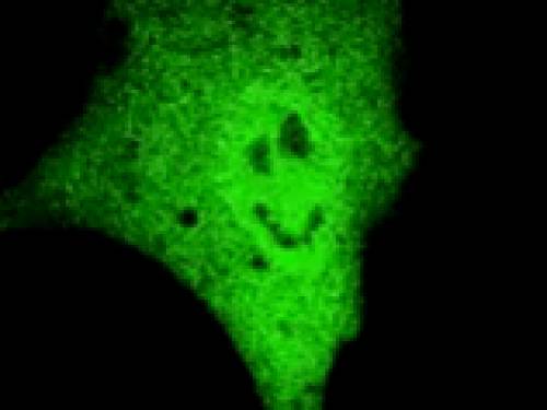 (Image and video courtesy of Westmead Millennium Institute for Medical Research)