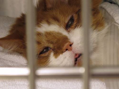 Cyrano recuperates following surgery at North Carolina State University. (AAP)
