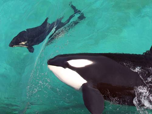 PETA claims the captured killer whales are treated like slaves, forced to live in tanks and perform daily at its parks in San Diego, California and Orlando, Florida. (Getty)