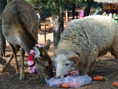 Other images found on photo agency websites show the pair copulating. (Getty)