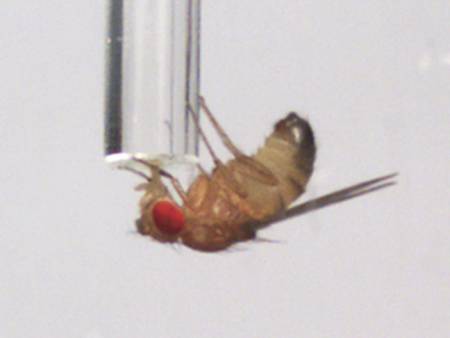 Ten more days of vigilance over fruit fly