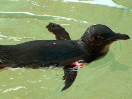 Penguin pinchers were blind drunk: court