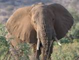 Tonight's Dateline: The Last Elephant?