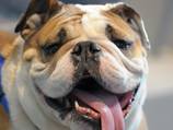 Drunk US woman charged over biting dog