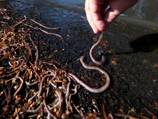 Worm blood as human substitute