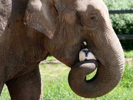 Elephant to sniff out Euro 2012 wins