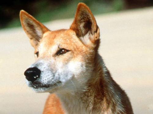 Dingoes have come under threat from rampant inter-breeding, prompting calls to maintain their genetic purity. (AAP)