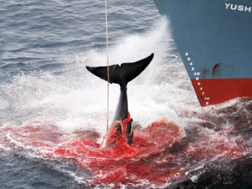 Japanese whalers conduct a hunt every year in the Southern Ocean. (AAP)