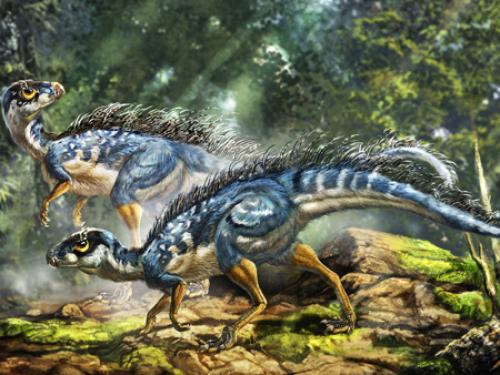 An artist's impression of the feathered dinosaur (AP)