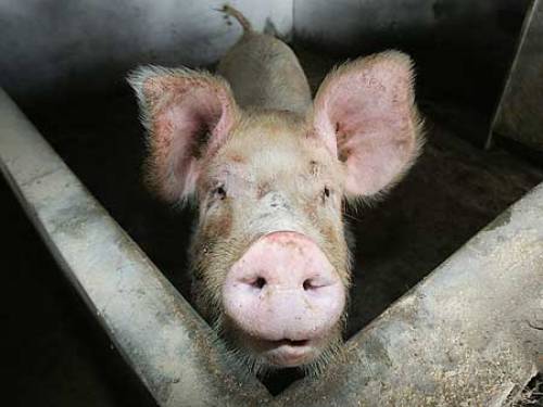 The swine flu outbreak has sparked fears of a global pandemic (Getty Images)
