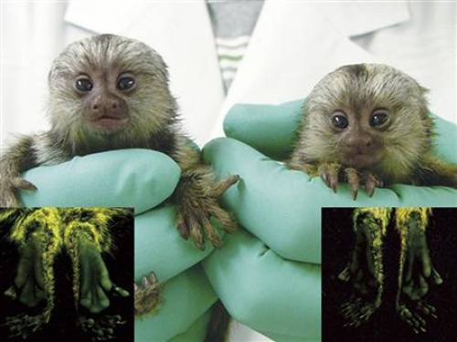 Newborn transgenic marmoset monkeys Kei and Kou, whose hair roots, skin and blood glow green under a special light. (Reuters)