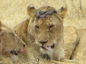 Wounded lioness