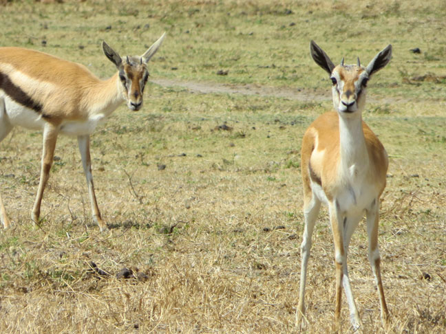 Thomson gazelles