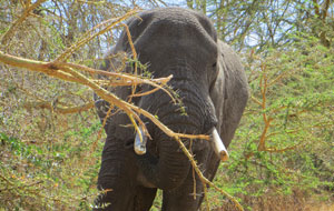 African elephants have large ears (the Indian variety have smaller ones), but we can't really see this fellow's set as they're folded back safely out of the way of the acacia thorns, which can be up to 5 cm long (SBS)