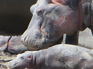 Hippo