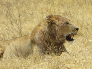 Male lion
