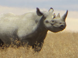 Rhino readies to charge