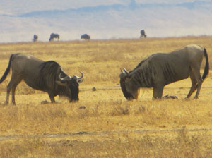 Wildebeest