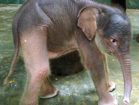 Australia welcomes its first elephant calf