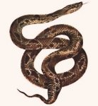 venenosas
